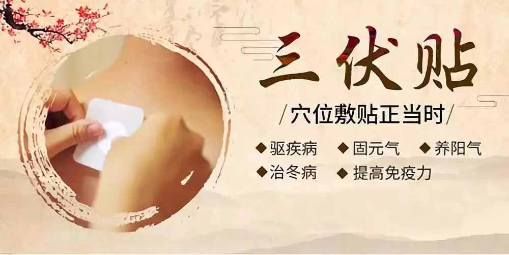 關于三伏貼，你了解多少呢？